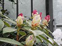 Rhododendron Dendricola (fam. Ericacees) (Myanmar, Inde, Chine) (Photo F. Mrugala, Lyon, Parc de la tete d'or) (4)
